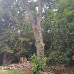 Branchbusters Expert Tree Care photo 4